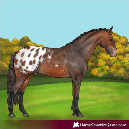 Horse Color:Bay Appaloosa 