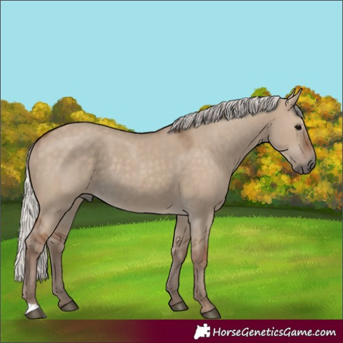 Horse Color:Silver Grullo