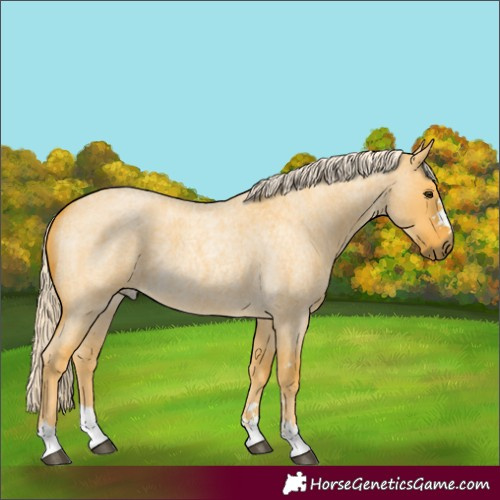Horse Color:Palomino Roan Dun