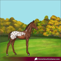 Horse Color:Chestnut Blanket