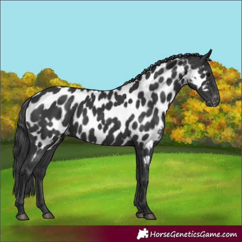Horse Color:Black Appaloosa 