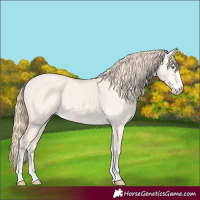Horse Color:Perlino Dun