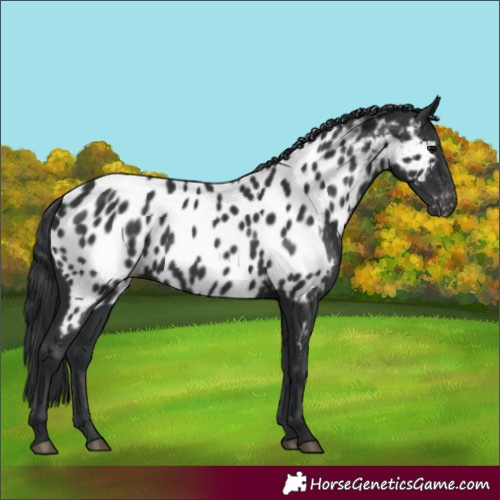 Horse Color:Black Appaloosa Rabicano 