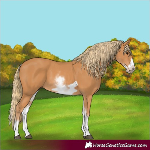 Horse Color:White Spotted Chestnut Frame 