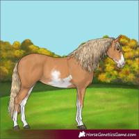 Horse Color:White Spotted Chestnut Frame