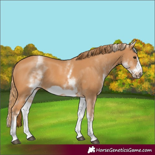 Horse Color:White Spotted Chestnut Frame 