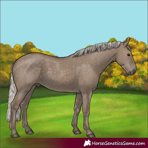 Horse Color:Silver Grullo
