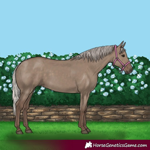 Horse Color:Silver Grullo 