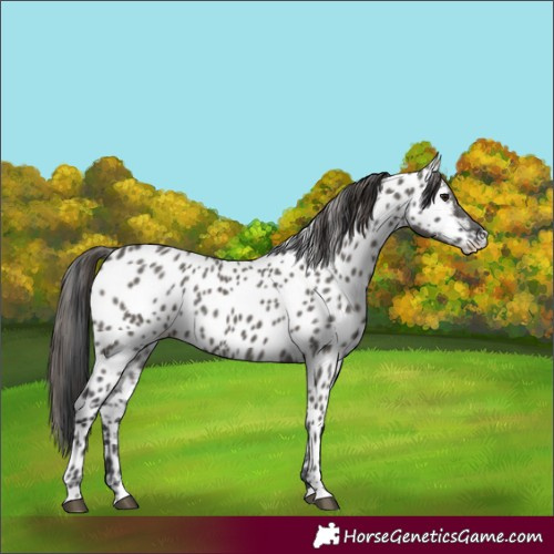 Horse Color:Grullo Near Leopard 
