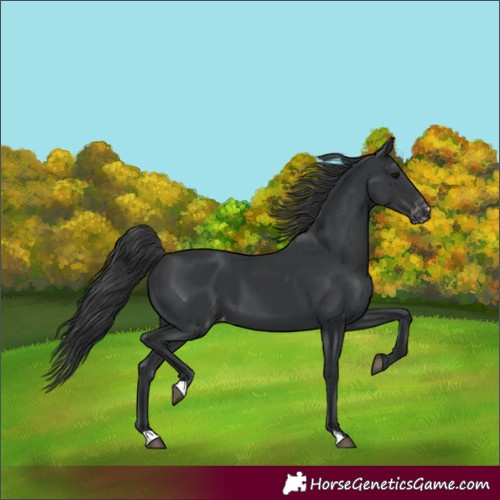 Horse Color:Black Appaloosa 