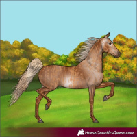 Horse Color:Chestnut and Gray Chestnut