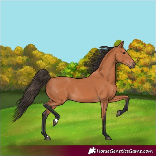 Horse Color:Bay Rabicano