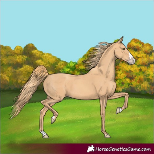 Horse Color:Gold Champagne Splash
