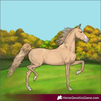 Horse Color:Gold Champagne Splash 