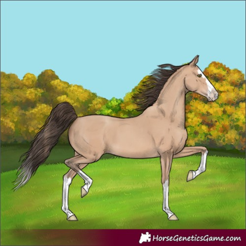 Horse Color:Amber Champagne Splash 