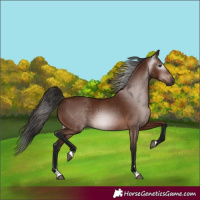 Horse Color:Gray Bay