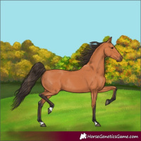 Horse Color:Bay Rabicano 