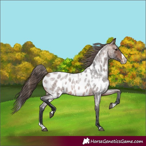 Horse Color:Brown Roan Splash Appaloosa 