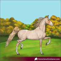 Horse Color:Red Roan Splash Varnish