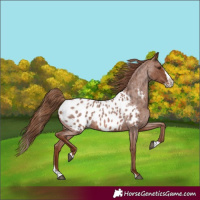 Horse Color:Red Roan Splash Near Leopard