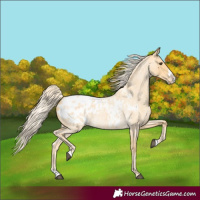 Horse Color:Palomino Roan Splash Appaloosa