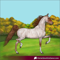 Horse Color:Red Roan Tobiano