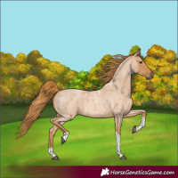 Horse Color:Red Roan Tobiano 