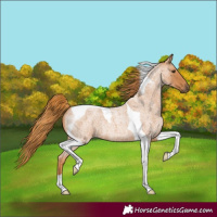 Horse Color:Red Roan Tobiano