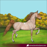 Horse Color:Red Roan Tobiano