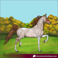 Horse Color:Red Roan Tobiano