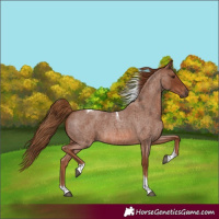 Horse Color:Red Roan Tobiano