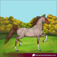 Horse Color:Red Roan Tobiano