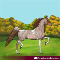 Horse Color:Red Roan Tobiano
