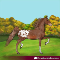 Horse Color:Chestnut Tobiano Appaloosa