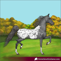 Horse Color:Black Tobiano Appaloosa 