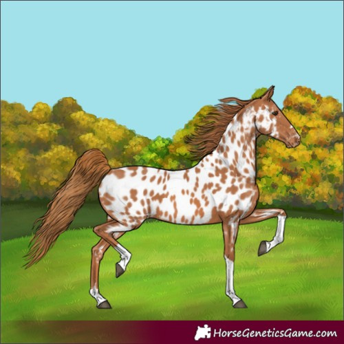 Horse Color:Chestnut Tobiano Appaloosa 
