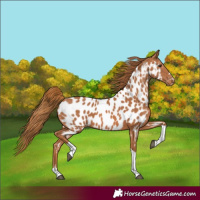 Horse Color:Chestnut Tobiano Appaloosa 