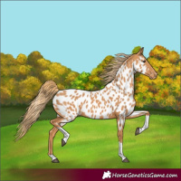 Horse Color:Chestnut Tobiano Appaloosa 