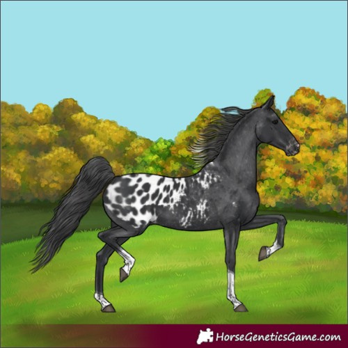 Horse Color:Black Tobiano Appaloosa 