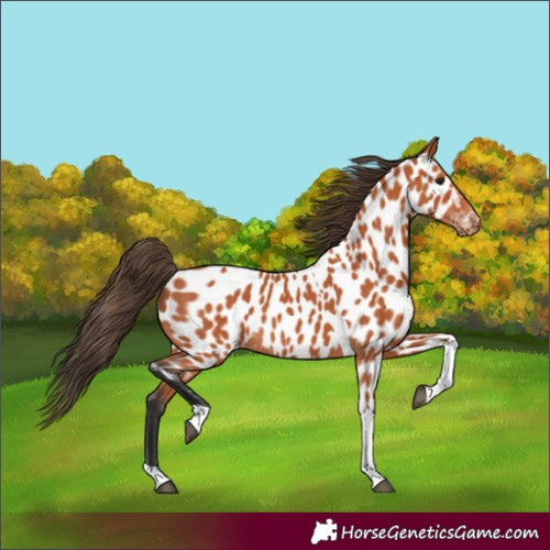Horse Color:Bay Tobiano Appaloosa 