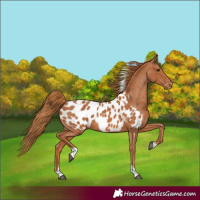 Horse Color:Chestnut Tobiano Appaloosa