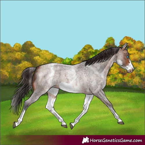 Horse Color:White Spotted Bay Roan Frame