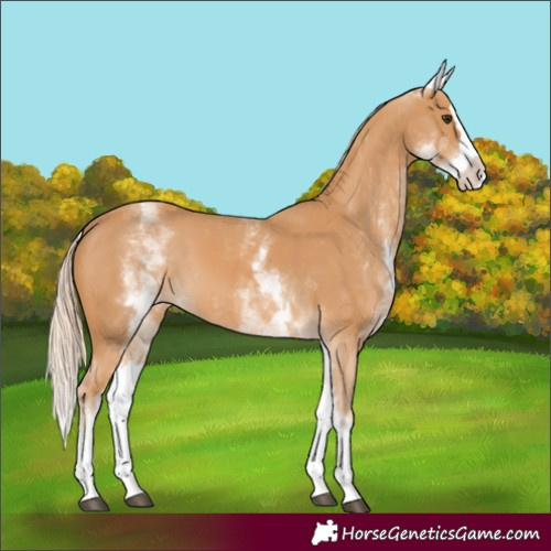 Horse Color:White Spotted Chestnut Splash