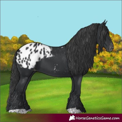 Horse Color:Black Blanket