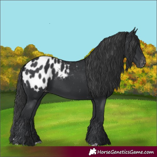 Horse Color:Black Blanket