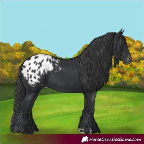 Horse Color:Black Blanket