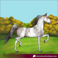 Horse Color:White Spotted Bay Roan Frame