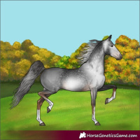 Horse Color:Gray White Spotted Liver Chestnut