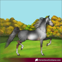 Horse Color:Gray White Spotted Liver Chestnut