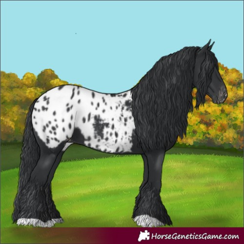 Horse Color:Black Blanket